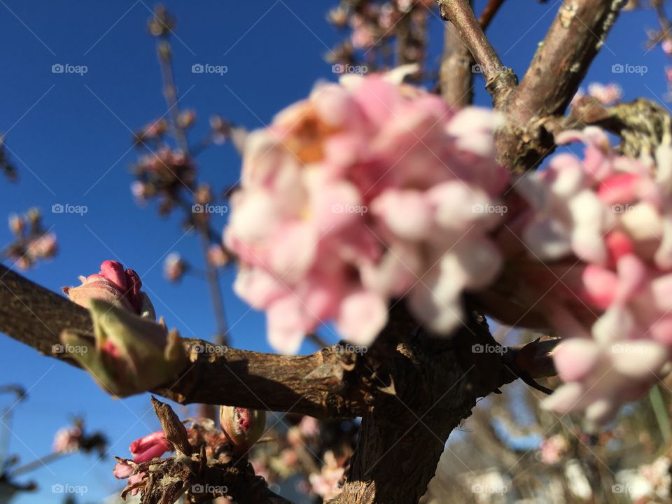 Winter blossom