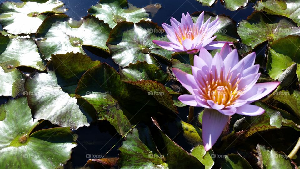 lotus flower on lily pads
