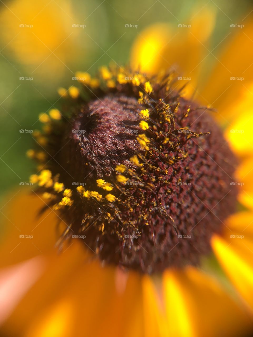 Black-eyed Susan closeup