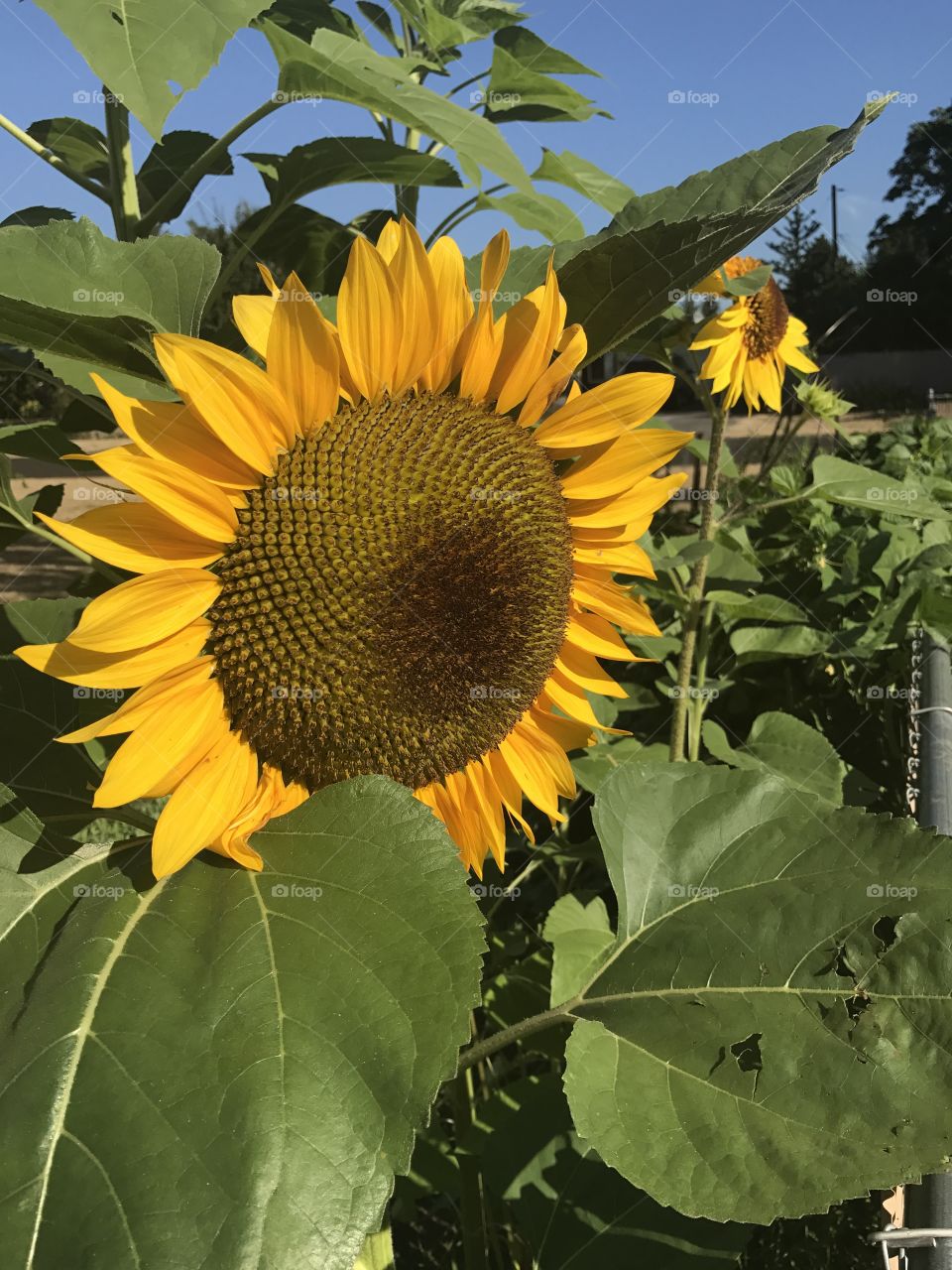 Garden Sunflower. 
