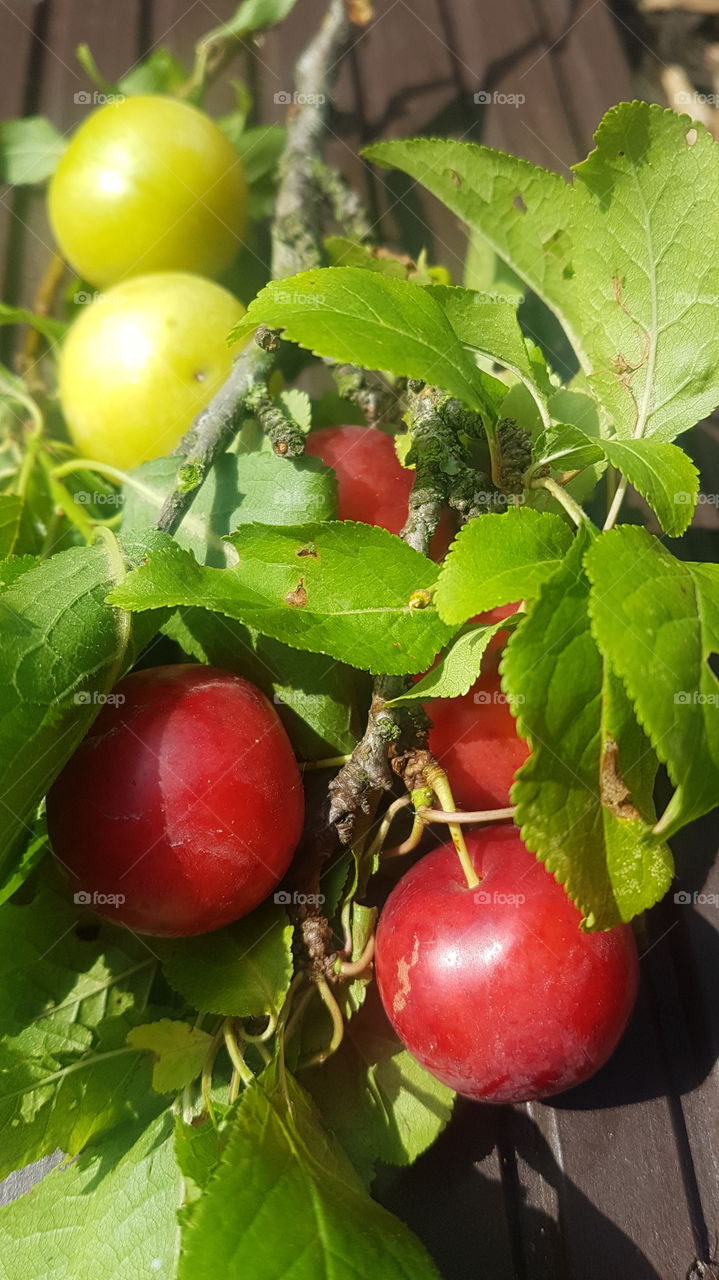 red and green plums