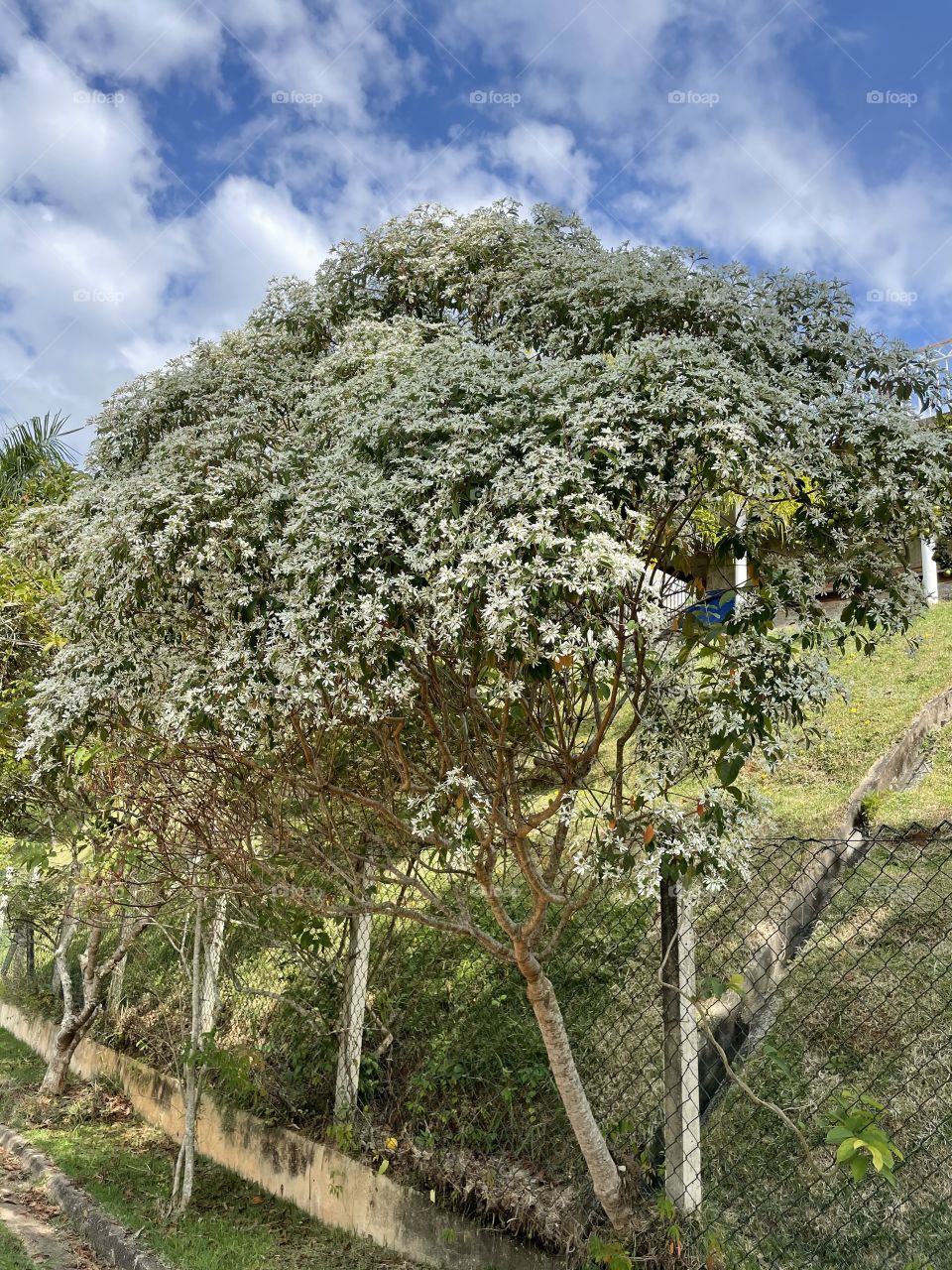 Árvore com Flores Brancas
