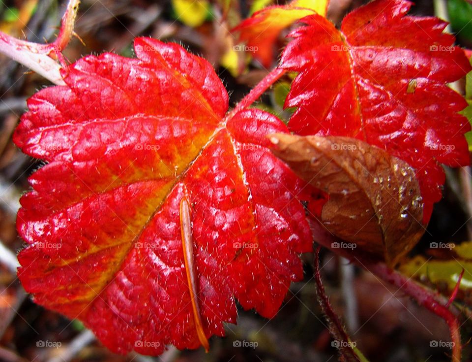 Closeup of bright red leaves shiny from a recent rain on a fall day in Central Oregon. 