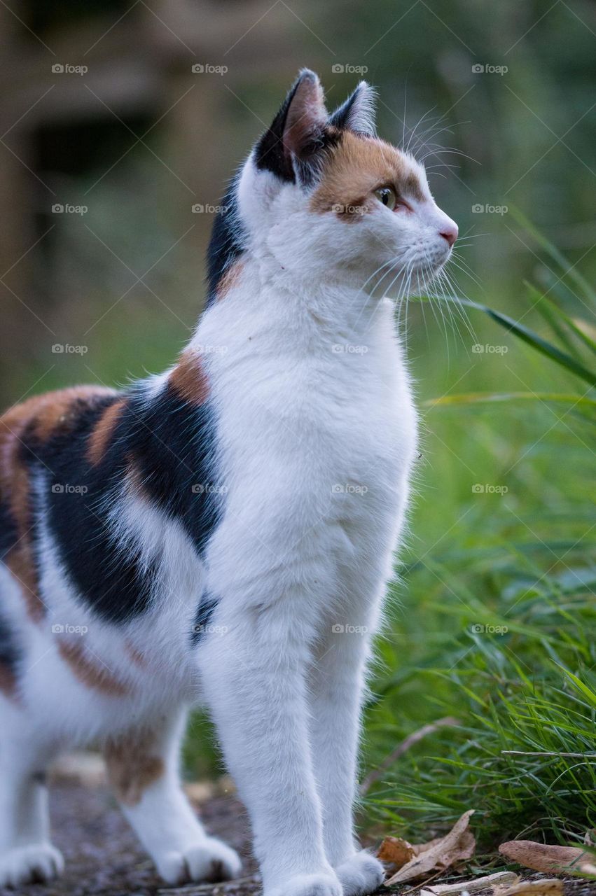 Beautiful and cute cat