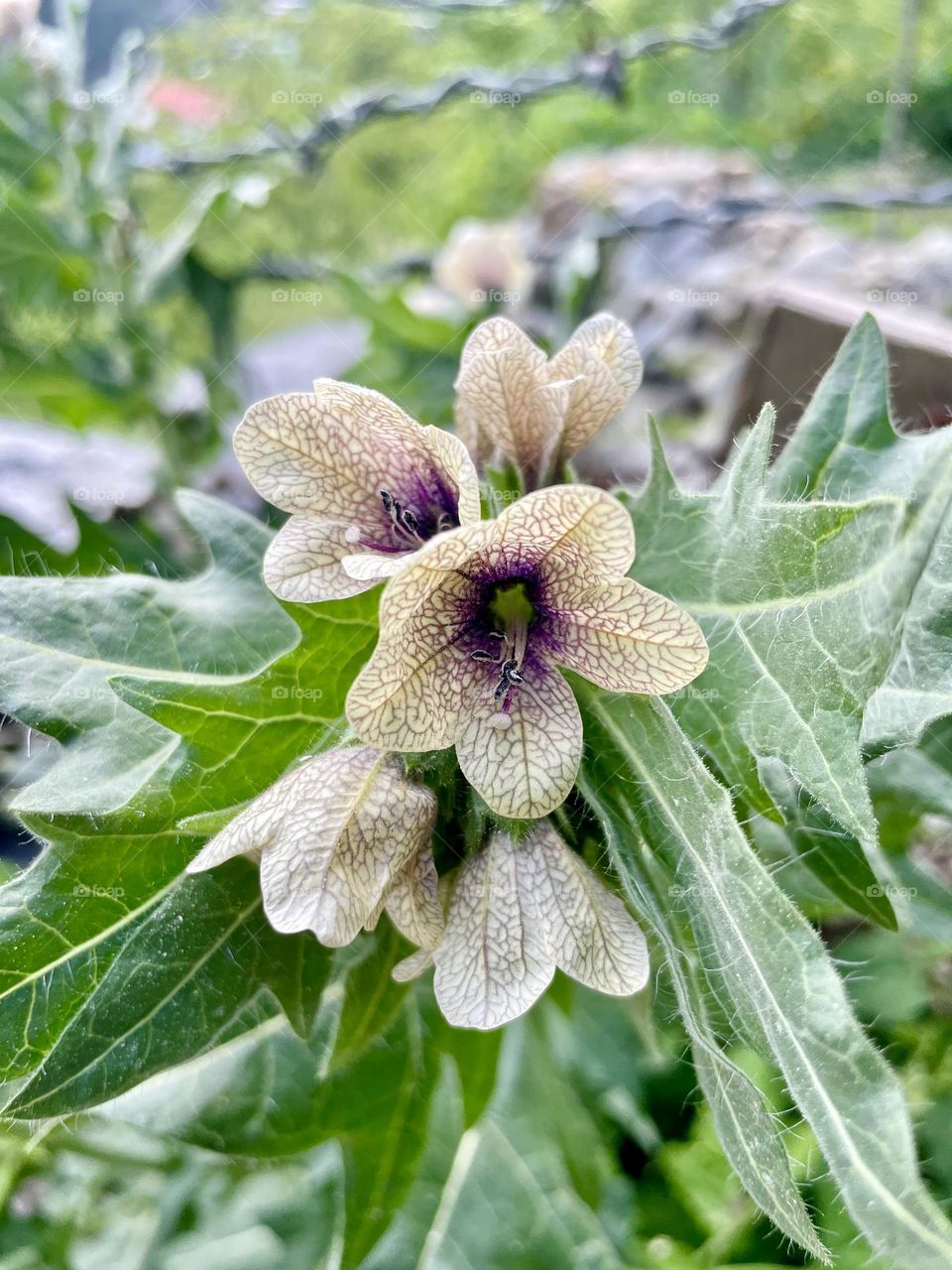 Portraiture of wild flower 