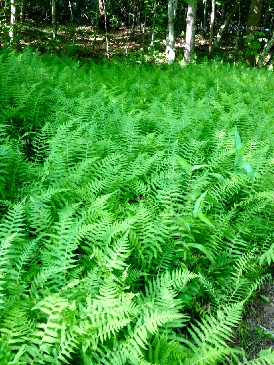 A field of ferns 