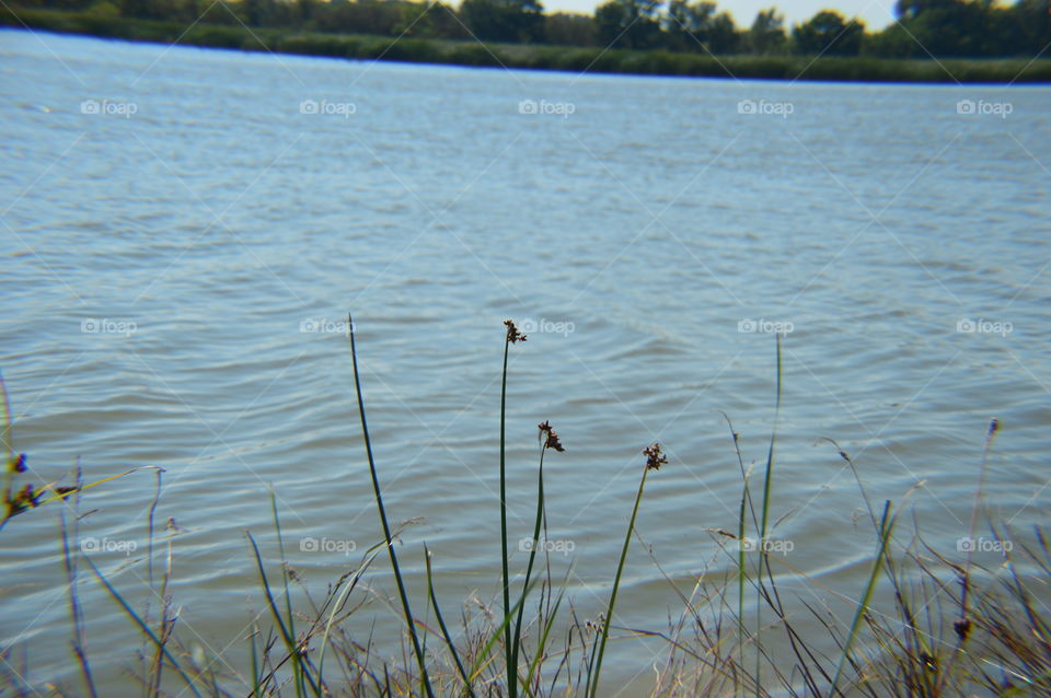 lake bulrush