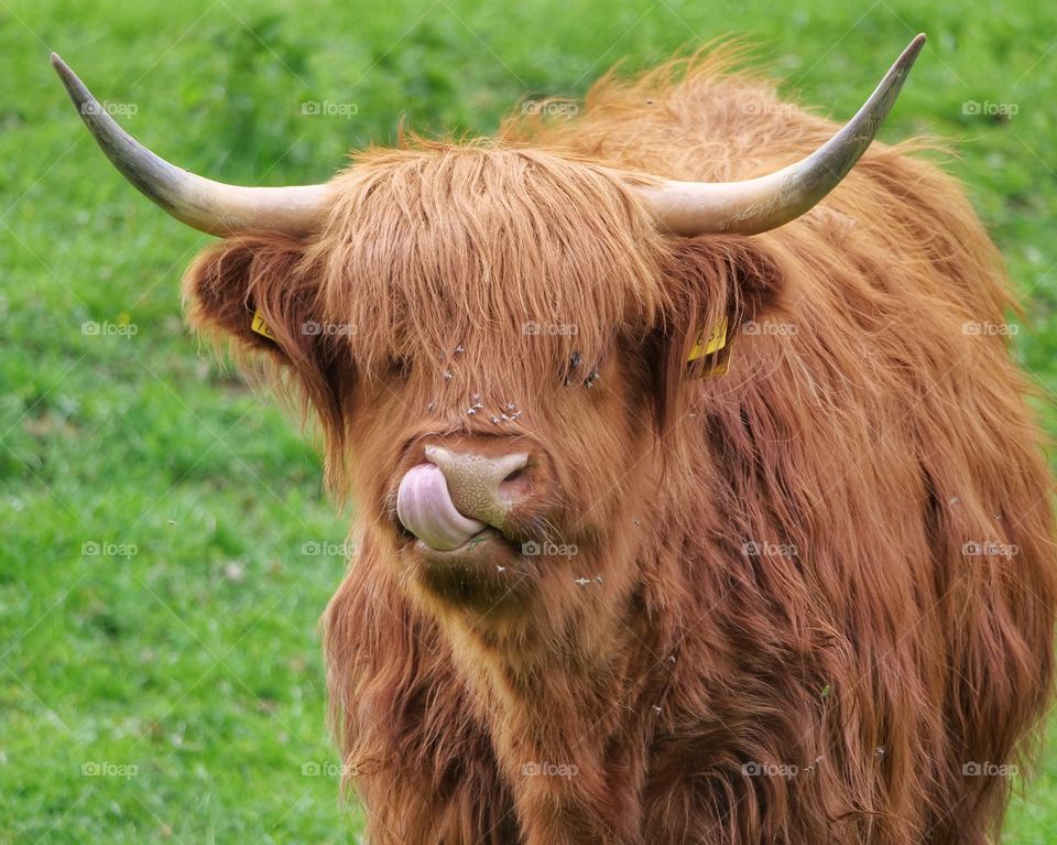 Cute cattle snout