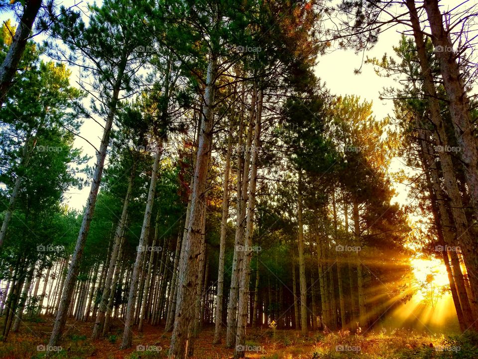 sunrise in the forest Wisconsin