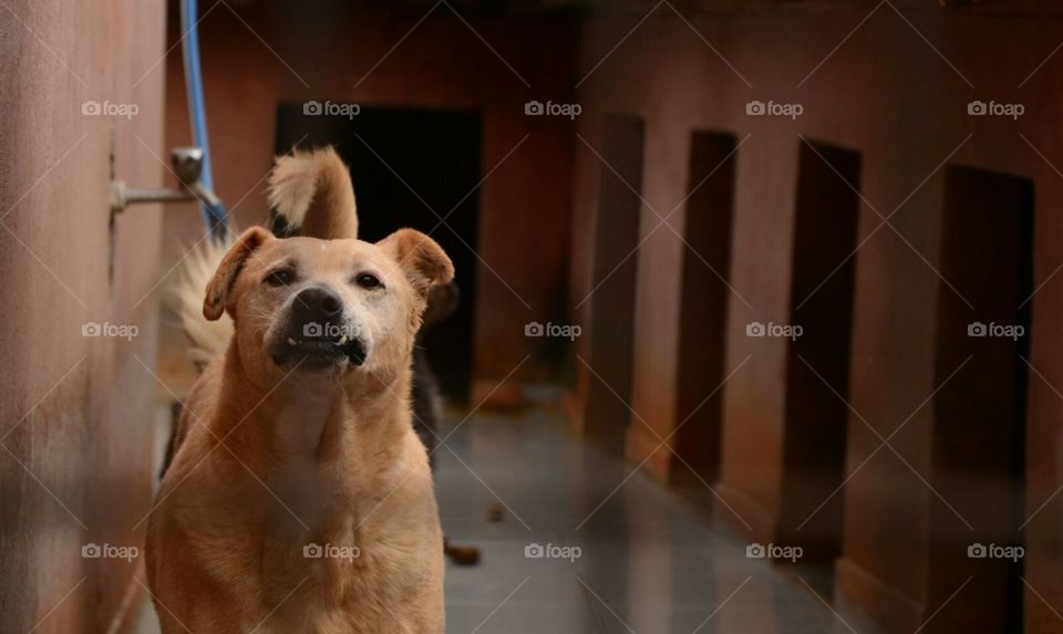 Dog, Mammal, Portrait, No Person, One