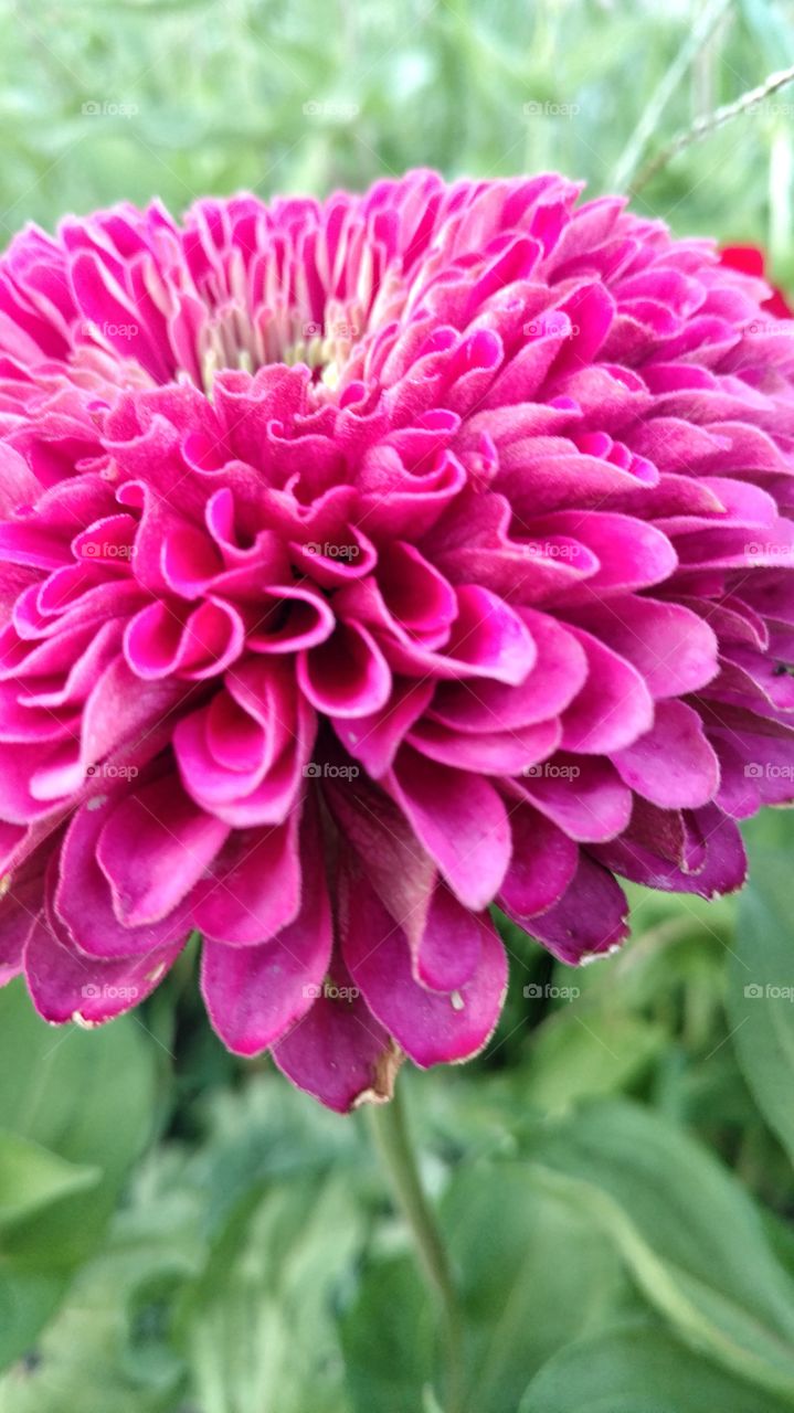 zinnia