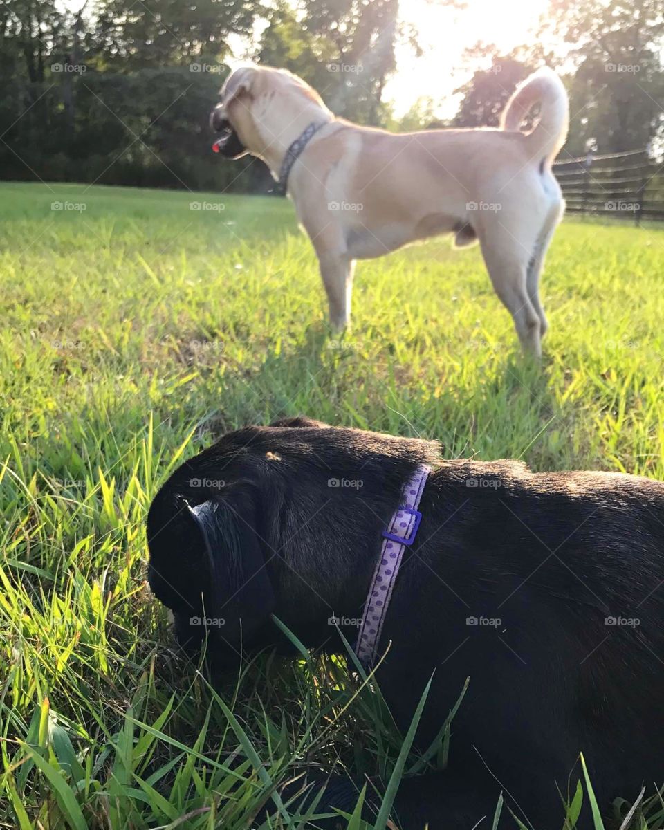 Fiona and Otis at the dogpark