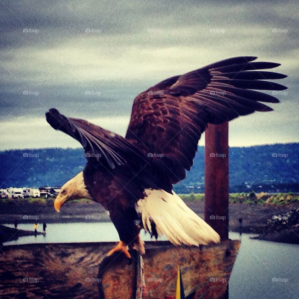 Eagle swoops in on fish scraps.