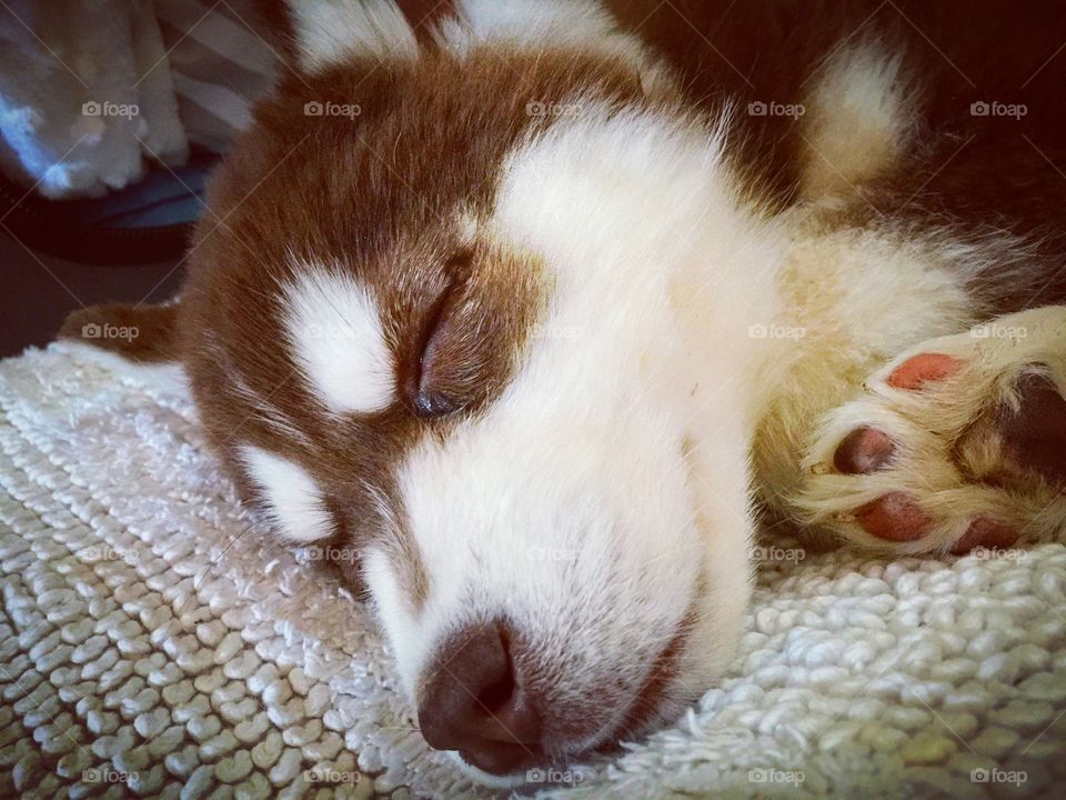 Tuckered out pup