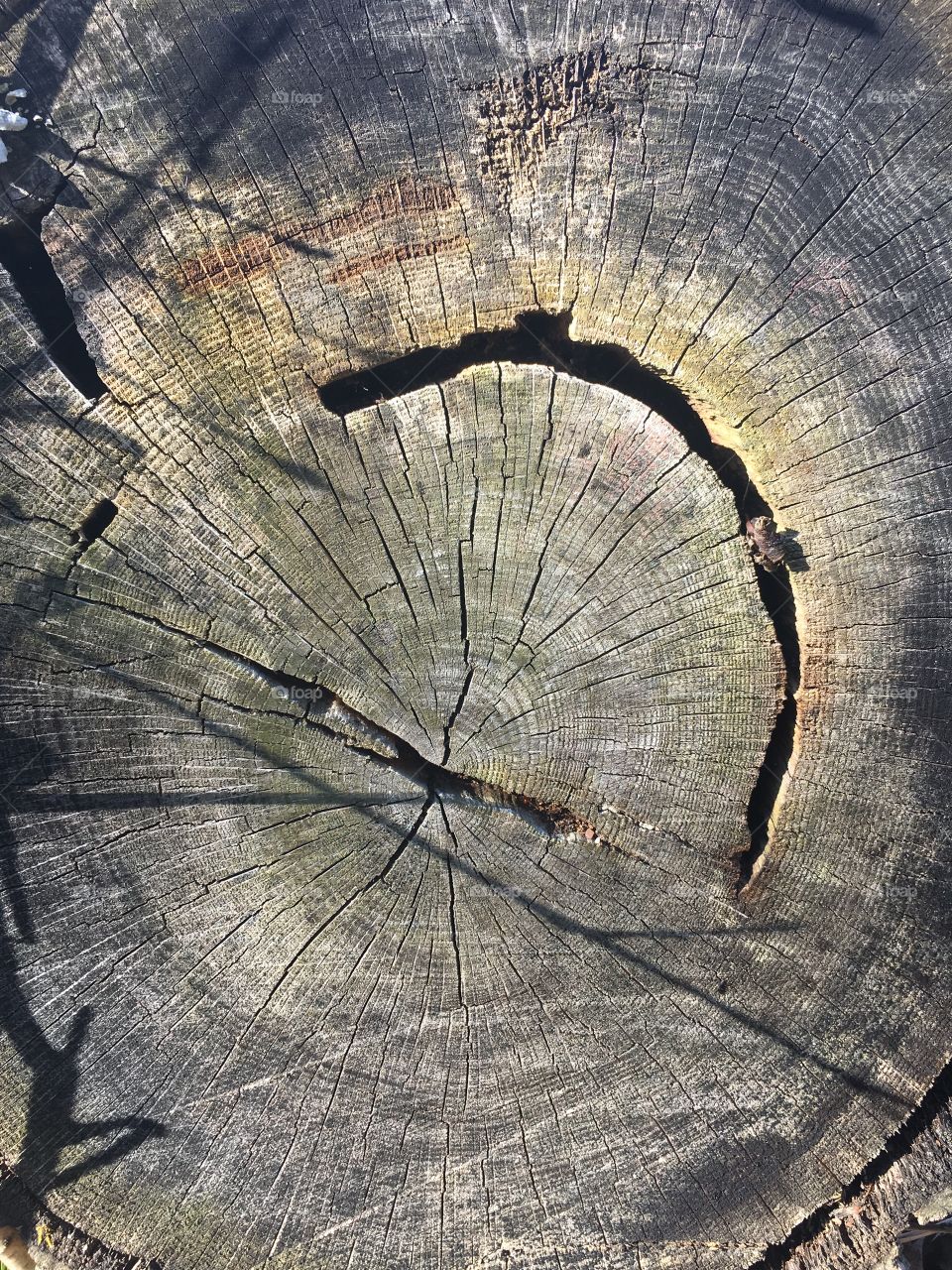 Log rings