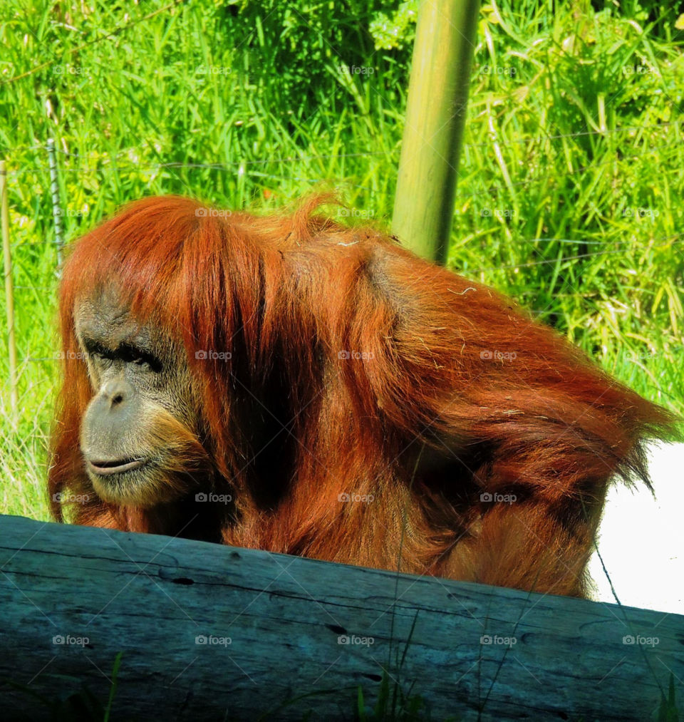 Orangutangin