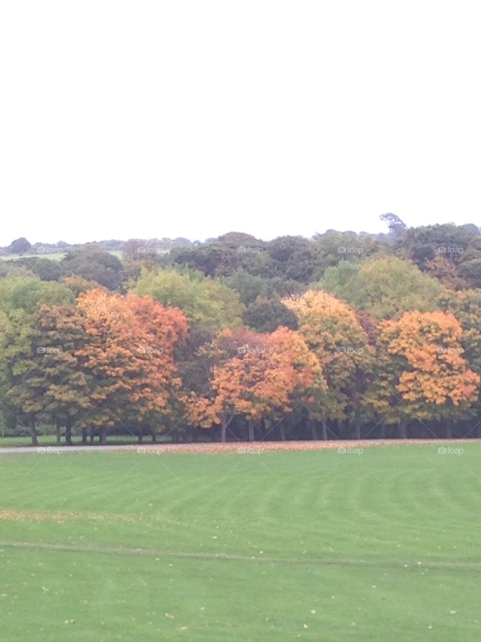 Autumn trees