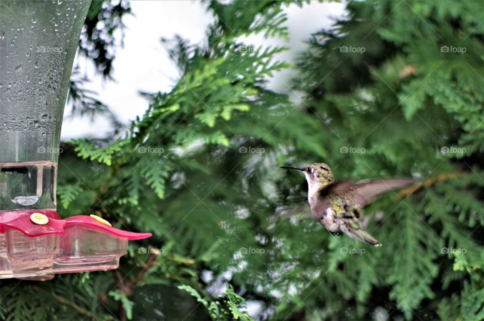 Flying Hummingbird 