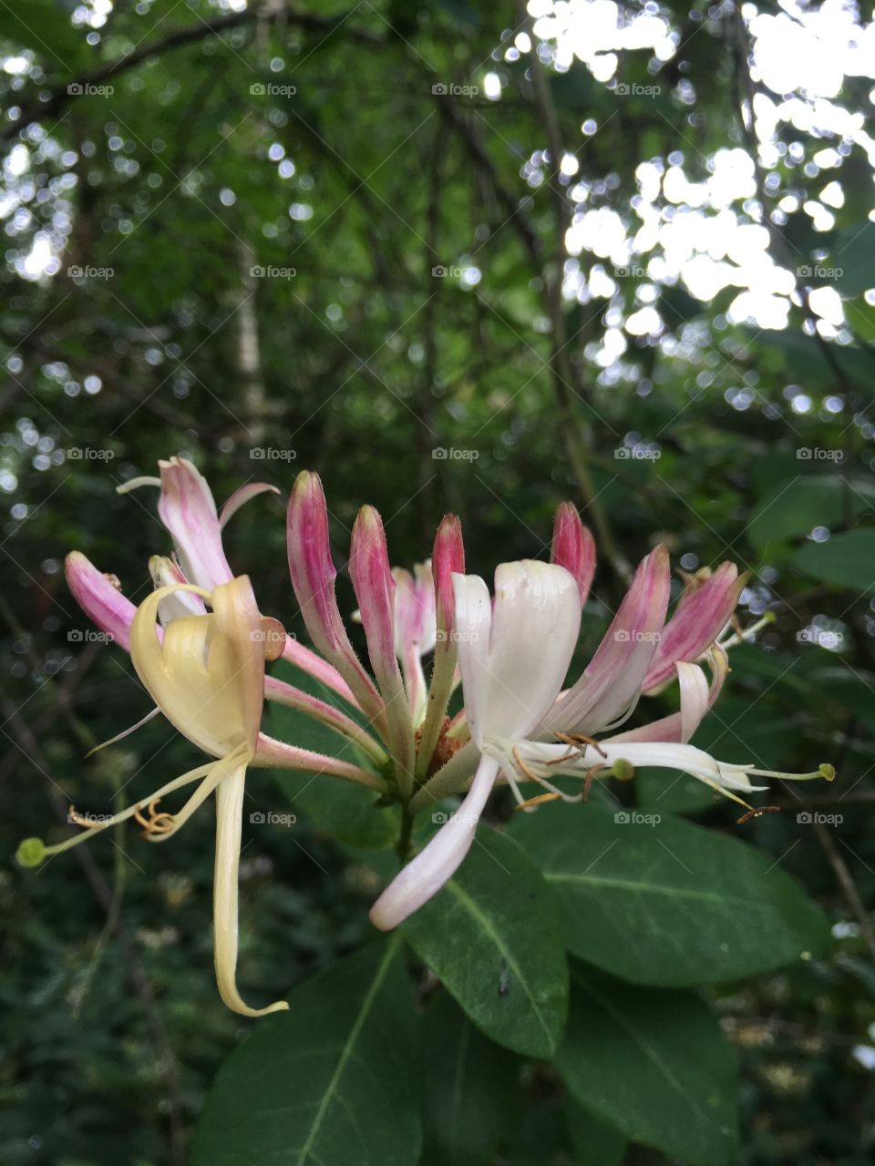 Pretty wild honeysuckle flowers in close up, growing wild in the forest in summer