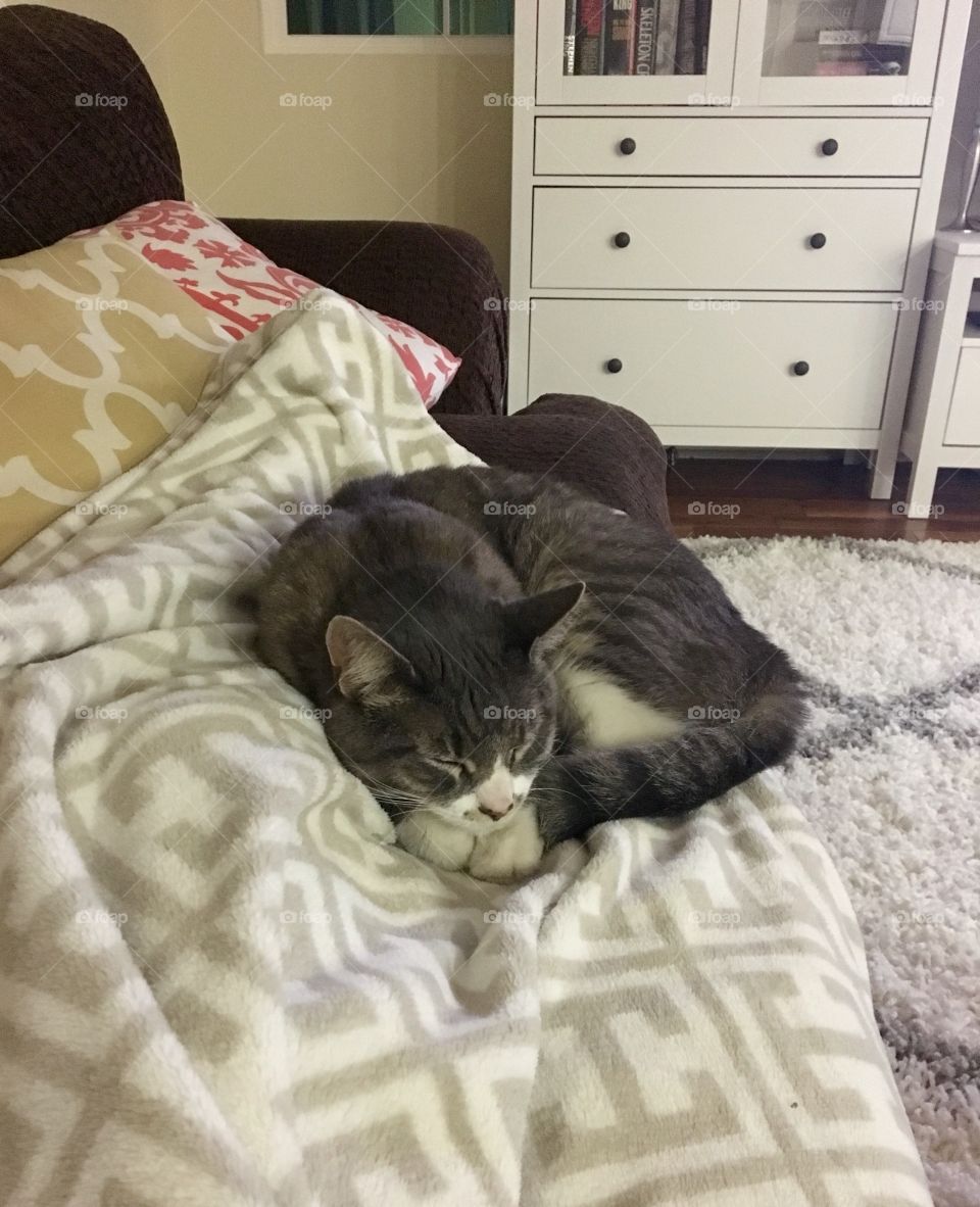 Our kitty cuddling up on a blanket for a snooze.