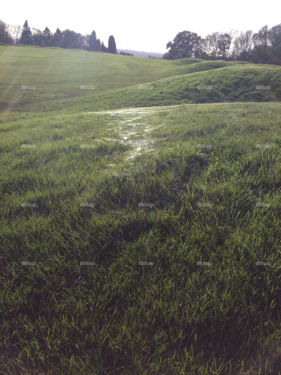 grass sun spiderweb by mc16