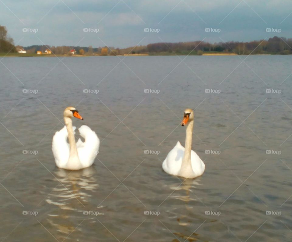 Swan, Bird, Lake, Water, Waterfowl