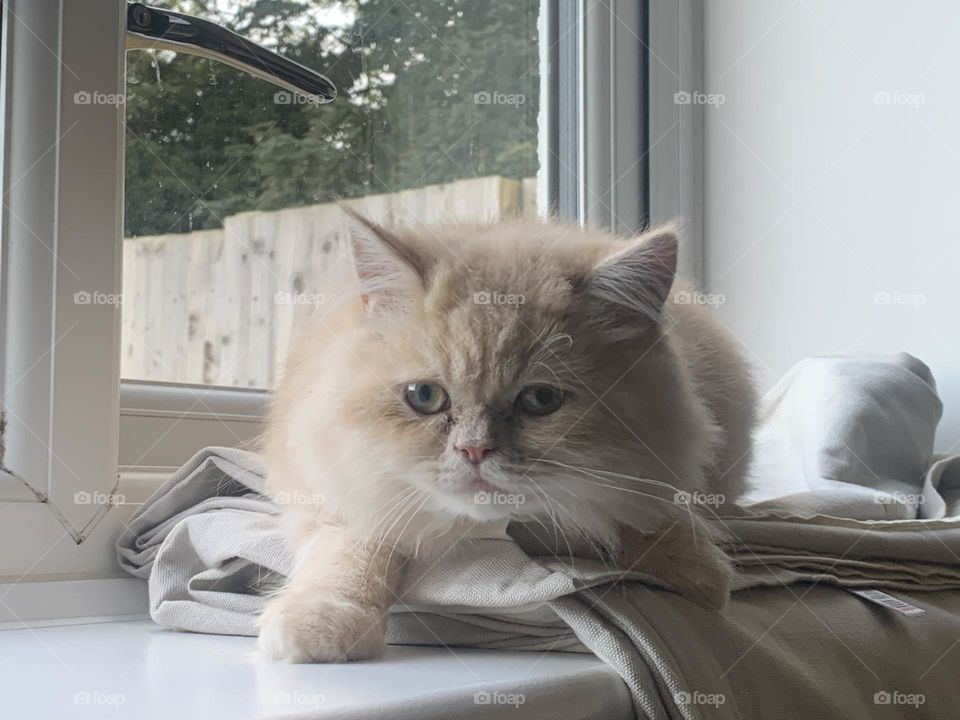 Oliver Twist the Persian kitty 2023