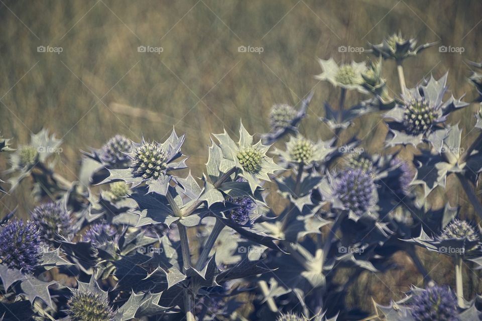 flowers in the garden