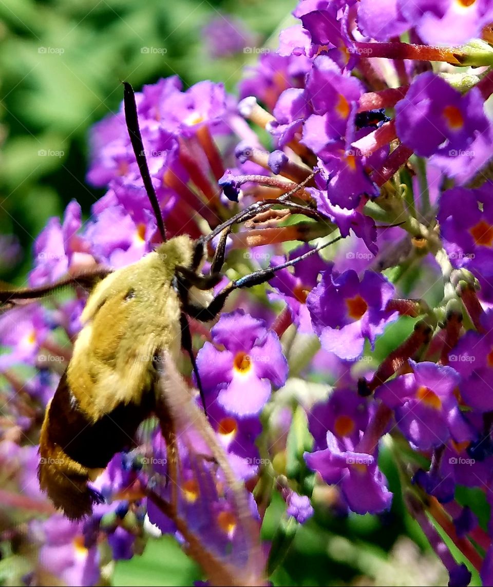 Sphinx Moth with proboscis eating nectar from butterfly bush