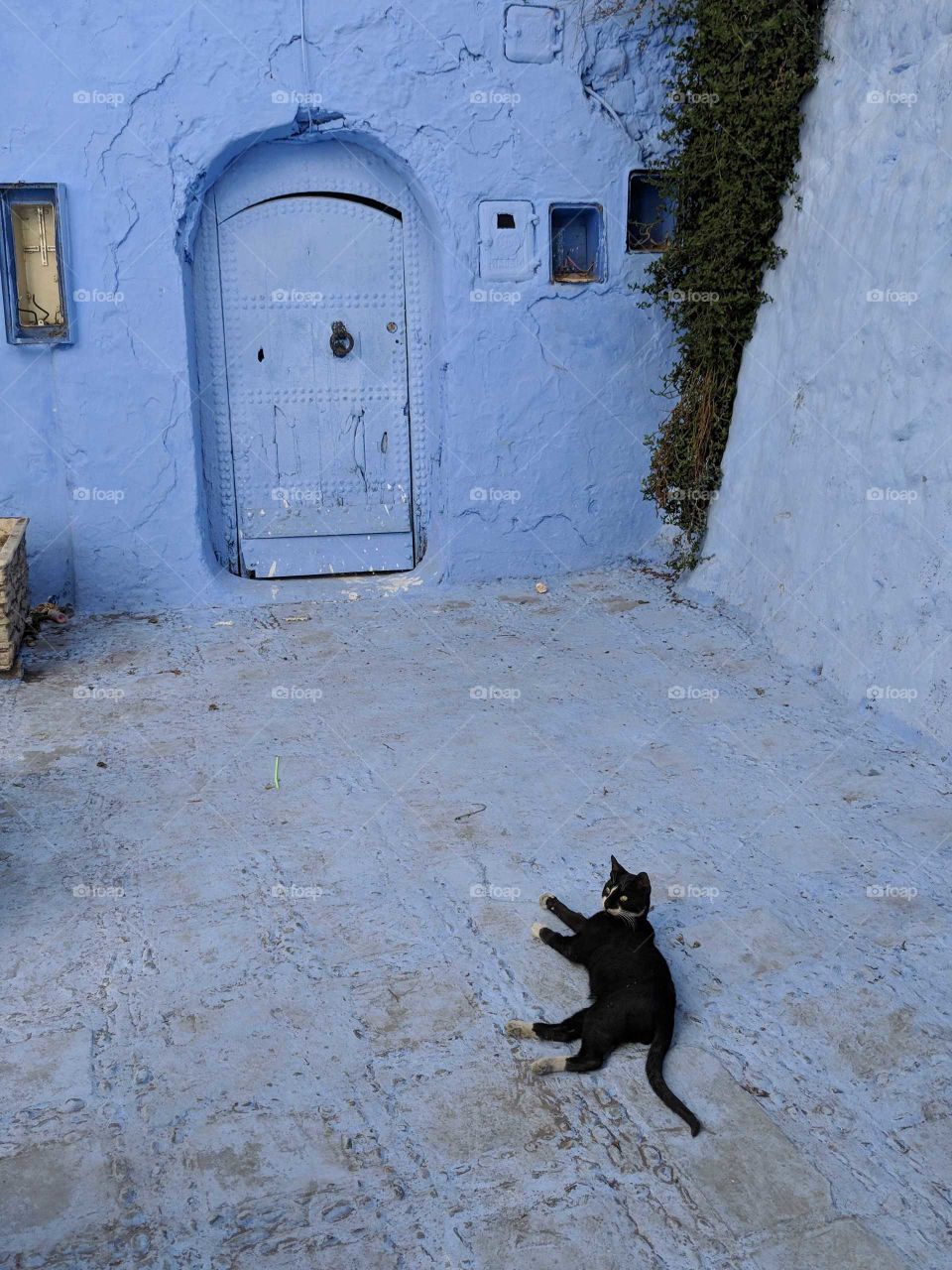 Blue Moroccan doorway with a Black Cat with White Markings Lounging Around in a Lazy Way on a Lazy Day (in the Blue City of Chefchaouen in Morocco)