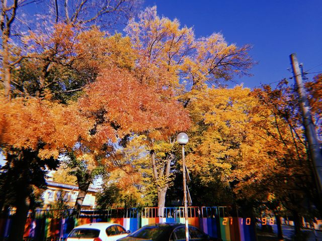 Colourful fence