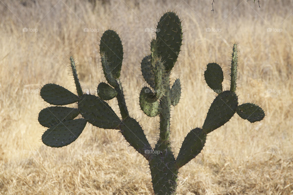 A cactus in San Miguel de Allende, Mexico