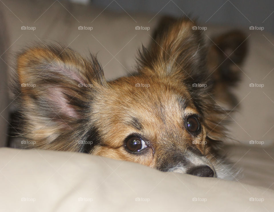 papillion puppy named calais. Calais waking up and wondering if it's dinner time