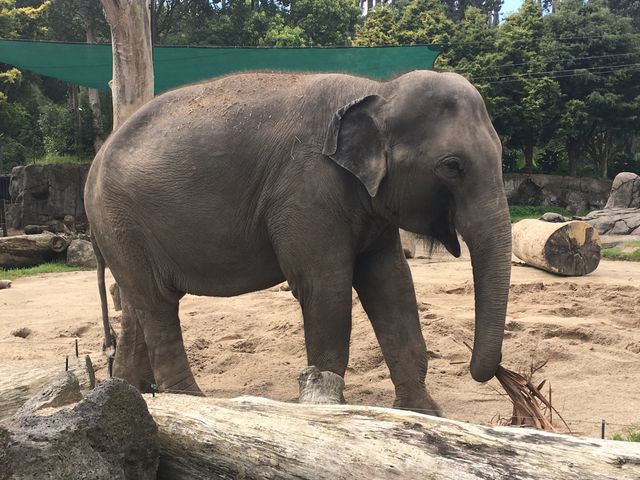 Elephant