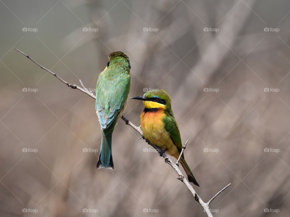 The Little Bee-Eater