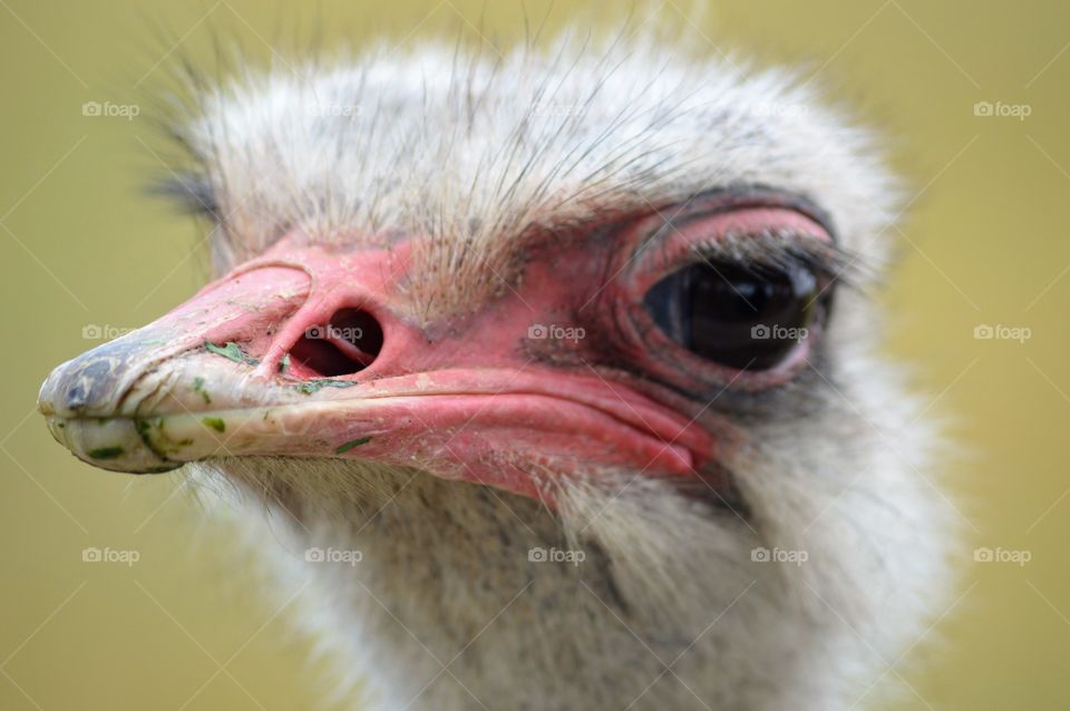 Ostrich watching