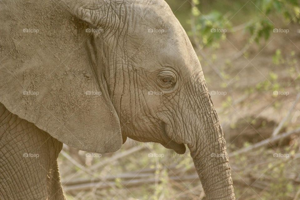 A baby elephant 