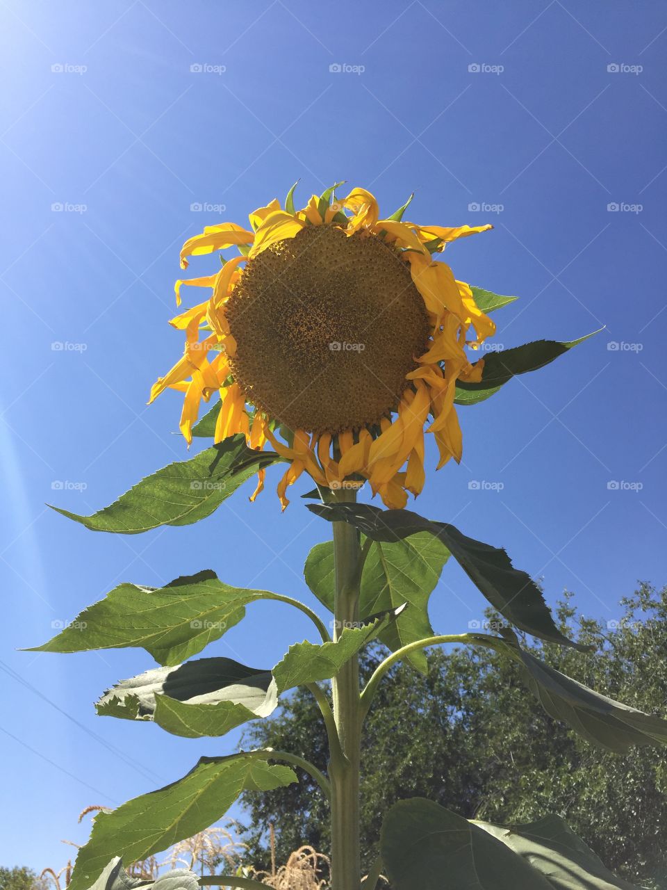 Super Sunflower