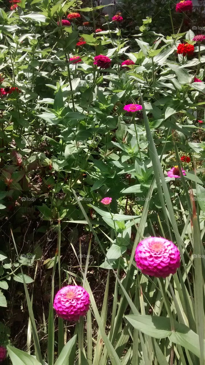 Garden in Bloom