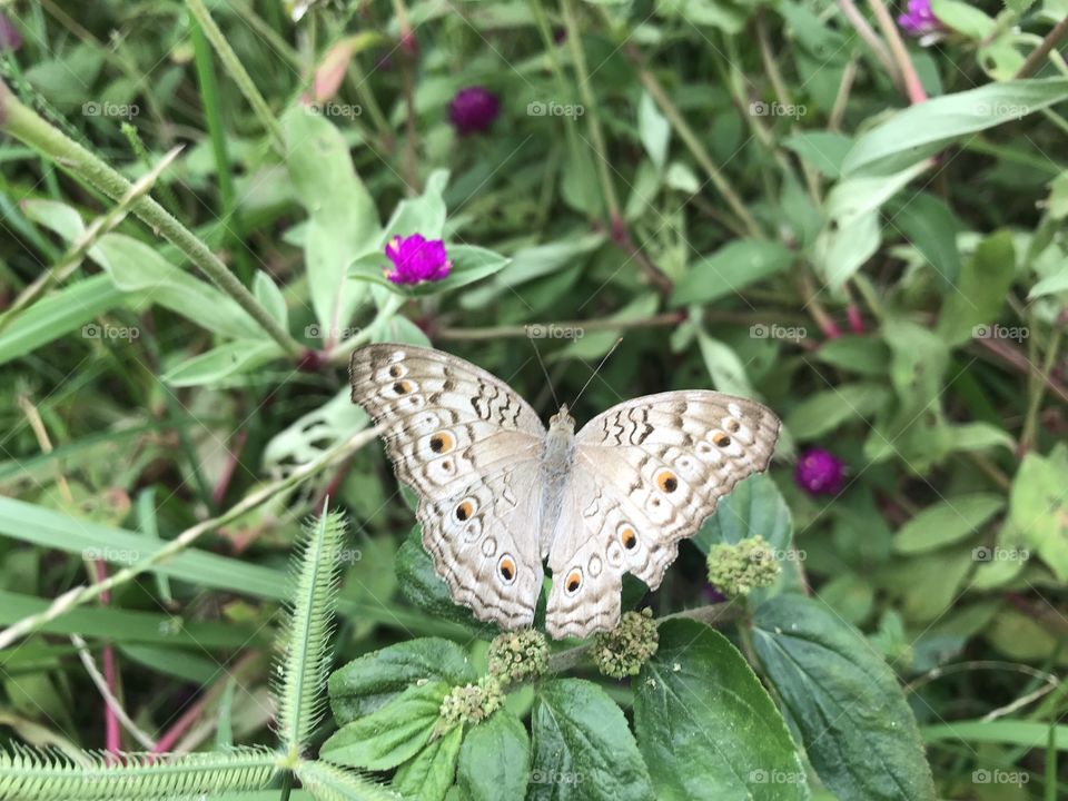 A Wonderful Butterfly !!!! 