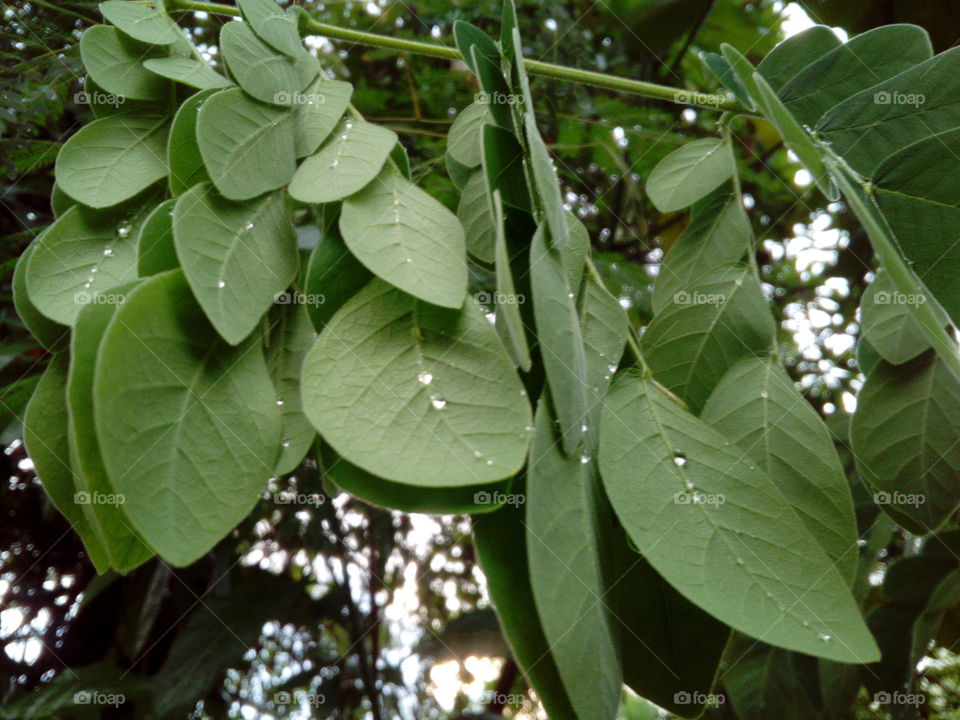 Young Leaves opening up