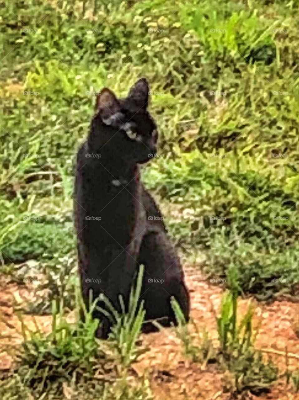 Feral Black cat 