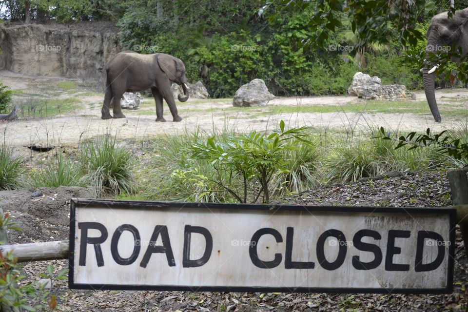 Elephants with Road Closed sign
