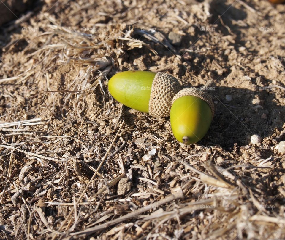 Elevated view of acorn on dirt
