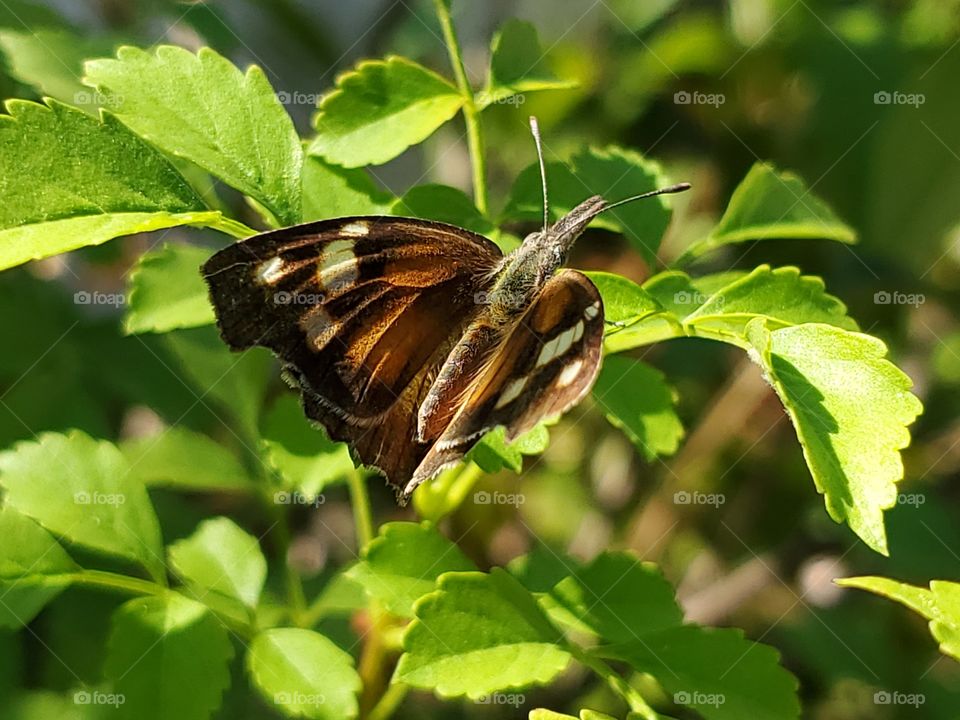 The beautiful yet peculiar American snoutnose butterfly.