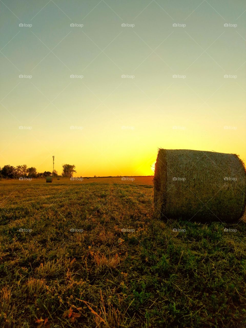 sunset on the field