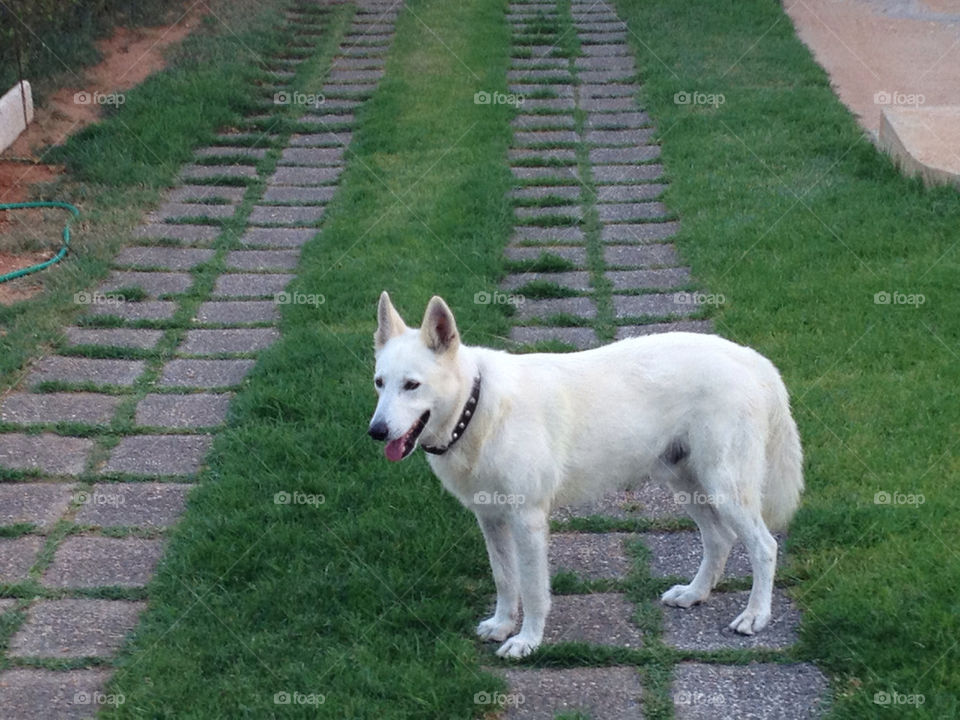 white grass dog greece by varadero