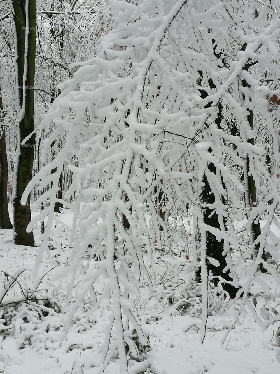 Snowy Branches in a Forest