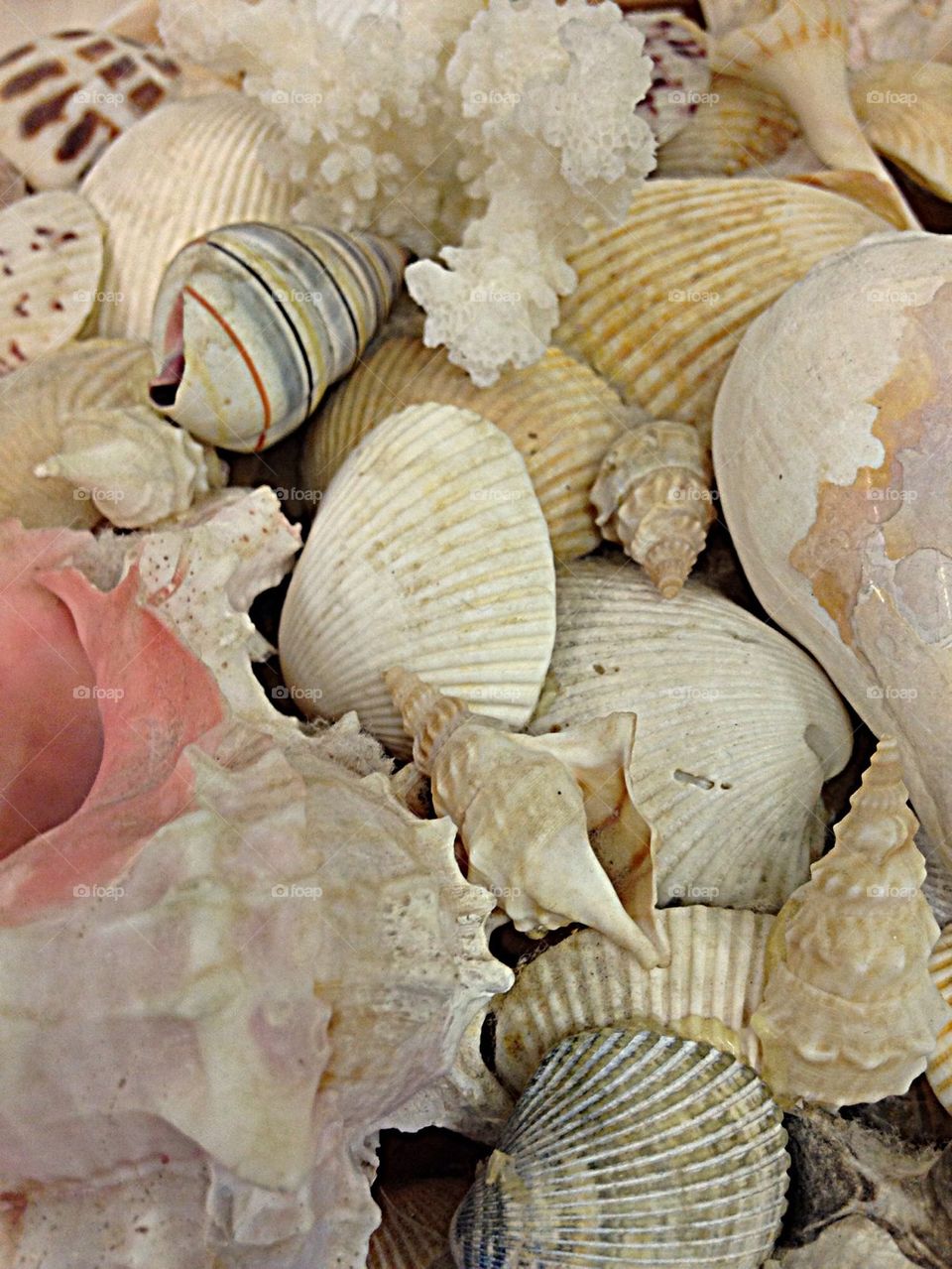 seashell