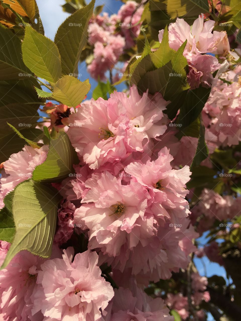 Kwanzan Japanese Ornamental Cherry
